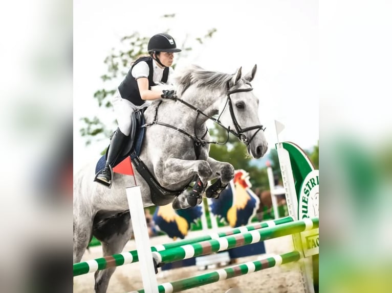 Malopolska Wallach 10 Jahre 169 cm Schimmel in Koszalin