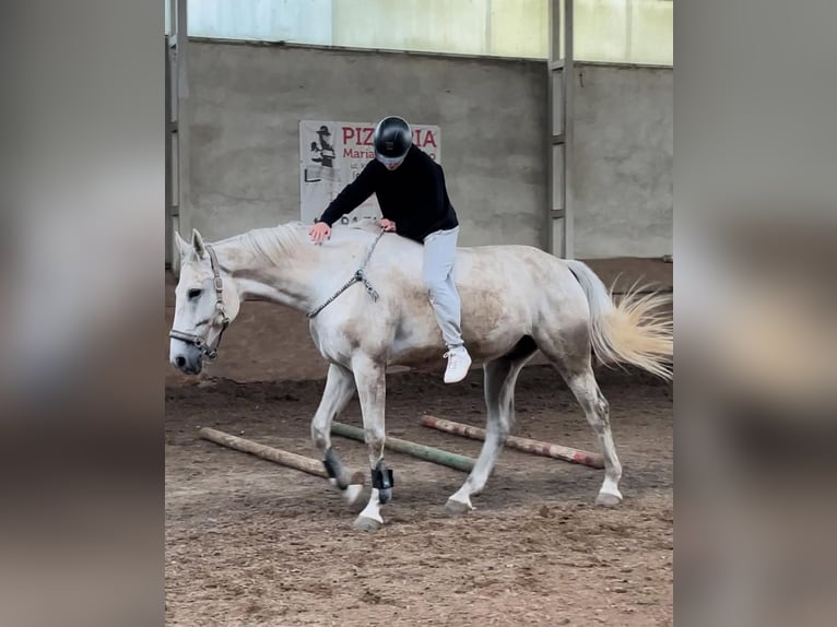Malopolska Wallach 10 Jahre 169 cm Schimmel in Koszalin