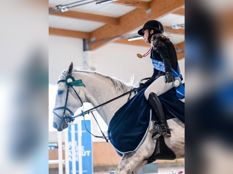 Malopolska Wallach 10 Jahre 169 cm Schimmel in Koszalin