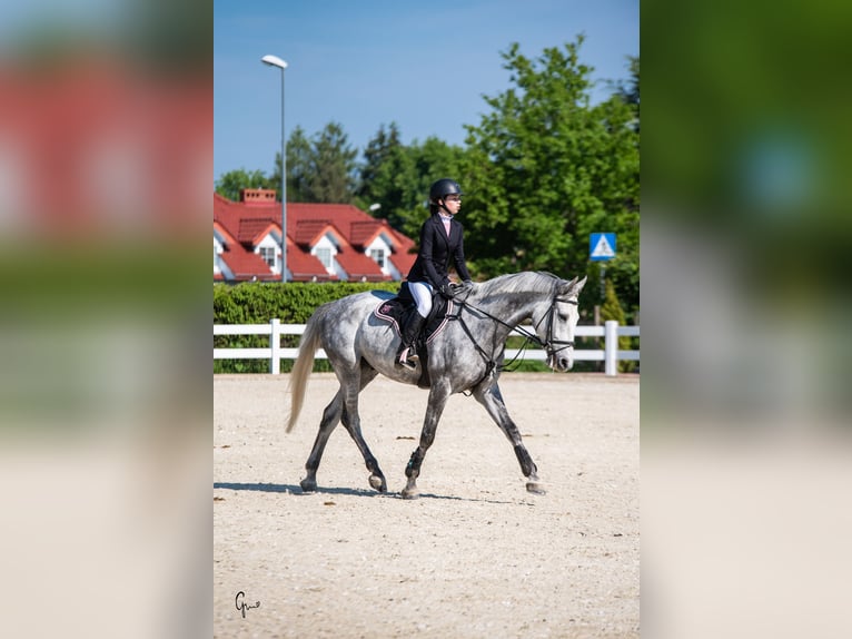 Malopolska Wallach 10 Jahre 169 cm Schimmel in Koszalin