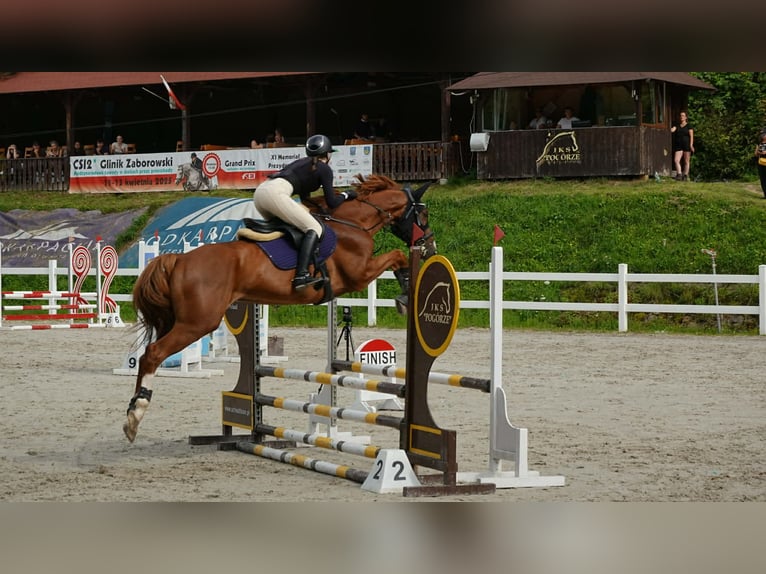 Malopolska Wallach 11 Jahre 166 cm Fuchs in Radawa