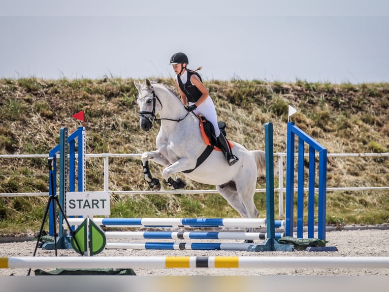 Malopolska Wallach 13 Jahre 160 cm Schimmel in Podgaj