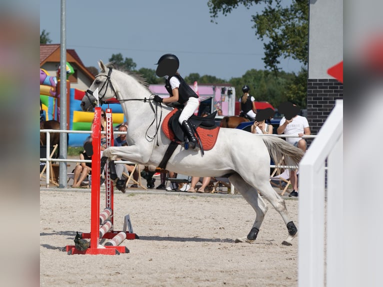 Malopolska Wallach 13 Jahre 160 cm Schimmel in Podgaj