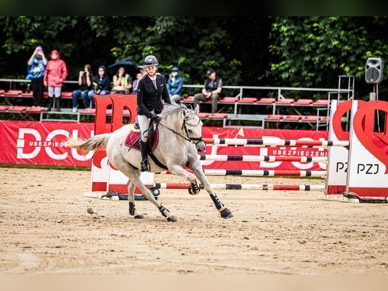 Malopolska Wallach 13 Jahre 160 cm Schimmel in Podgaj