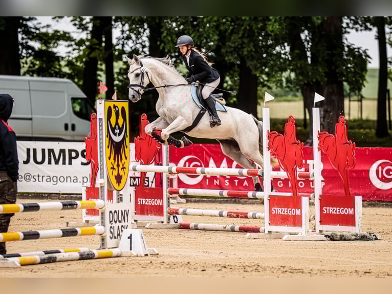 Malopolska Wallach 13 Jahre 160 cm Schimmel in Podgaj