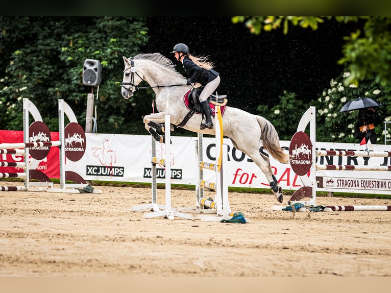 Malopolska Wallach 13 Jahre 160 cm Schimmel in Podgaj