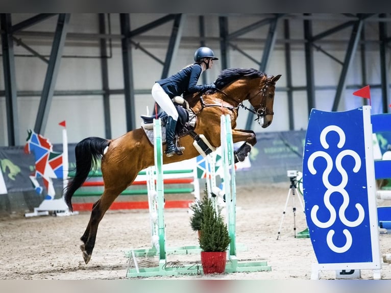 Malopolska Wallach 15 Jahre 163 cm Rotbrauner in Secymin Polski