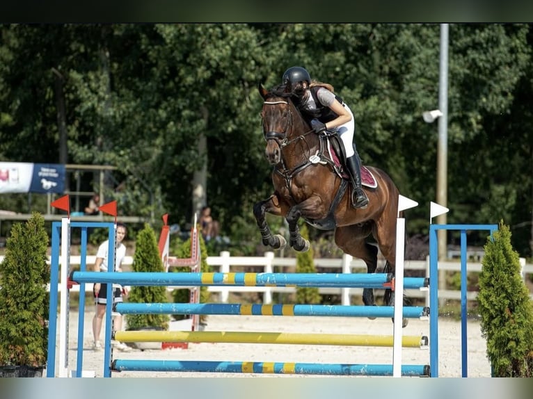 Malopolska Wallach 15 Jahre 175 cm Dunkelbrauner in Józefin