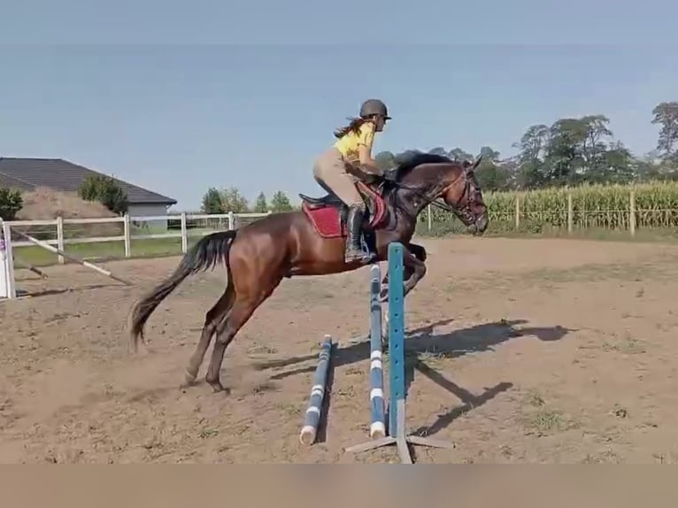 Malopolska Wallach 4 Jahre 161 cm Brauner in Kochowo Malopolska Wallach 4 Jahre 161 cm Brauner in Kochowo