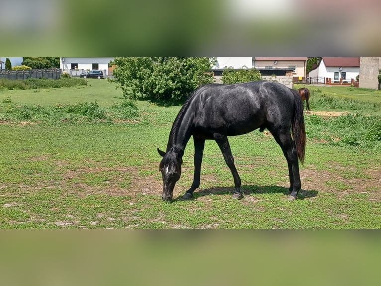 Malopolska Wallach 4 Jahre 165 cm Rappschimmel in Myszk&#xF3;w