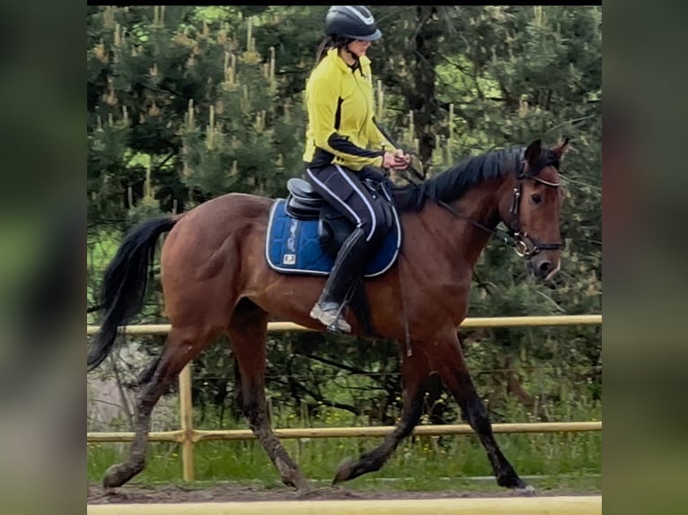 Malopolska Wallach 5 Jahre 160 cm Rotbrauner in Rzesz&#xF3;w