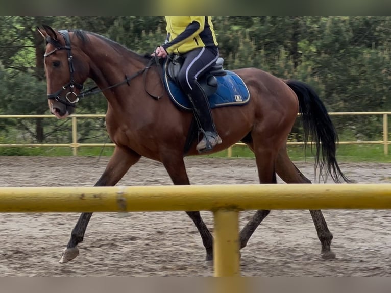 Malopolska Wallach 5 Jahre 160 cm Rotbrauner in Rzesz&#xF3;w