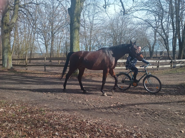 Malopolska Wallach 6 Jahre 164 cm Brauner in Görlitz