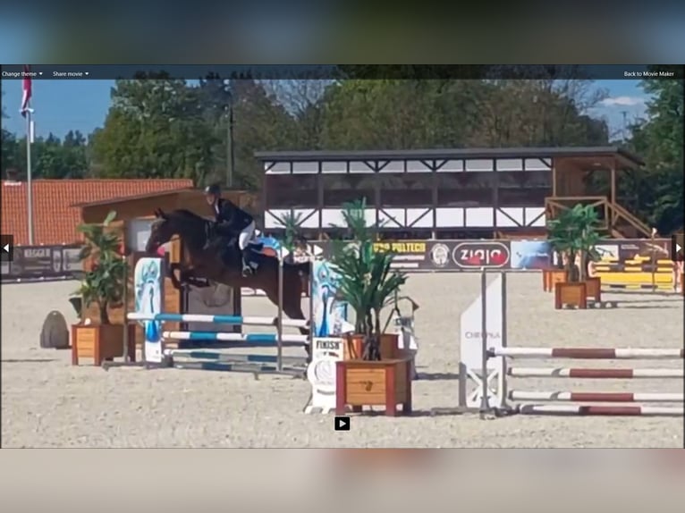 Malopolska Wallach 6 Jahre 164 cm Brauner in Leszno Dolne