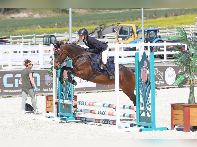 Malopolska Wallach 6 Jahre 164 cm Brauner in Dolne