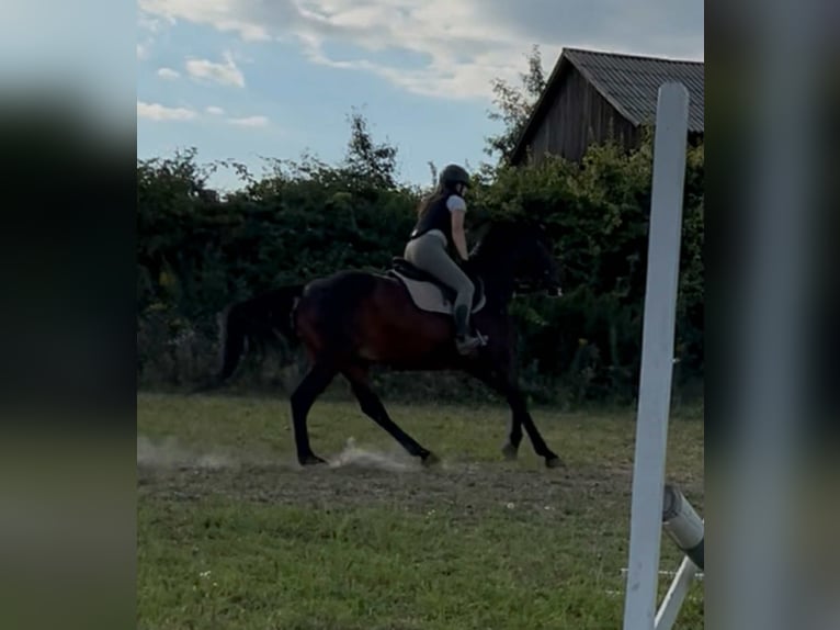 Malopolska Wallach 6 Jahre 164 cm Dunkelbrauner in Spiczyn