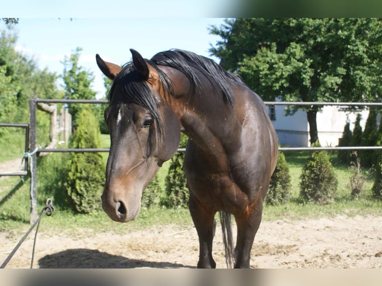 Malopolska Wallach 6 Jahre 164 cm Dunkelbrauner in Spiczyn