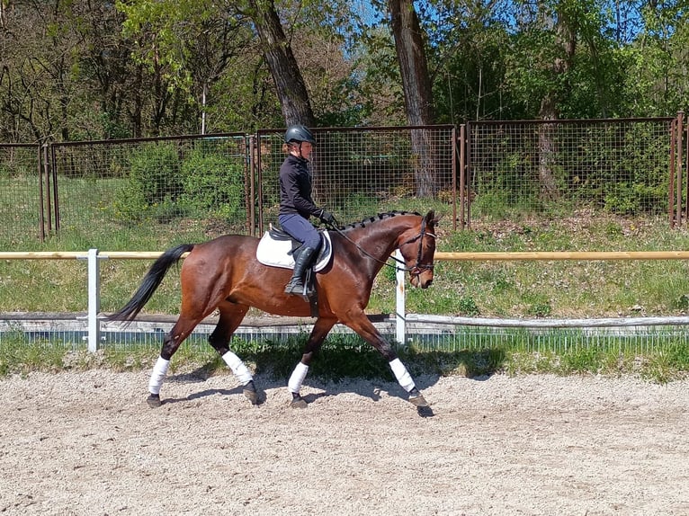 Malopolska Wallach 6 Jahre 164 cm Rotbrauner in Leszno Dolne