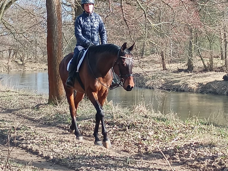 Malopolska Wallach 6 Jahre 164 cm Rotbrauner in Leszno Dolne