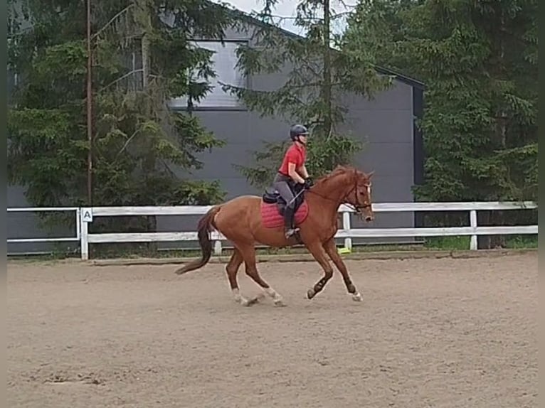 Malopolska Wallach 6 Jahre 175 cm Fuchs in Grzmi&#x105;ca