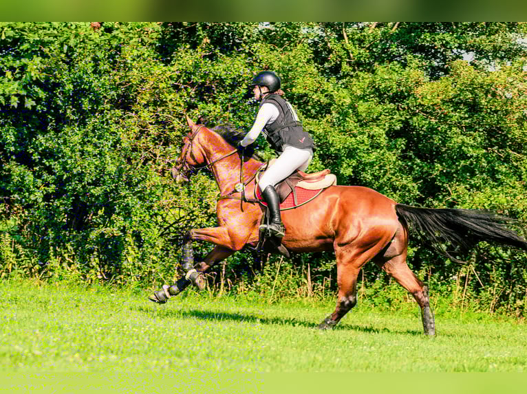 Malopolska Wallach 7 Jahre 165 cm Brauner in Halin&#xF3;w