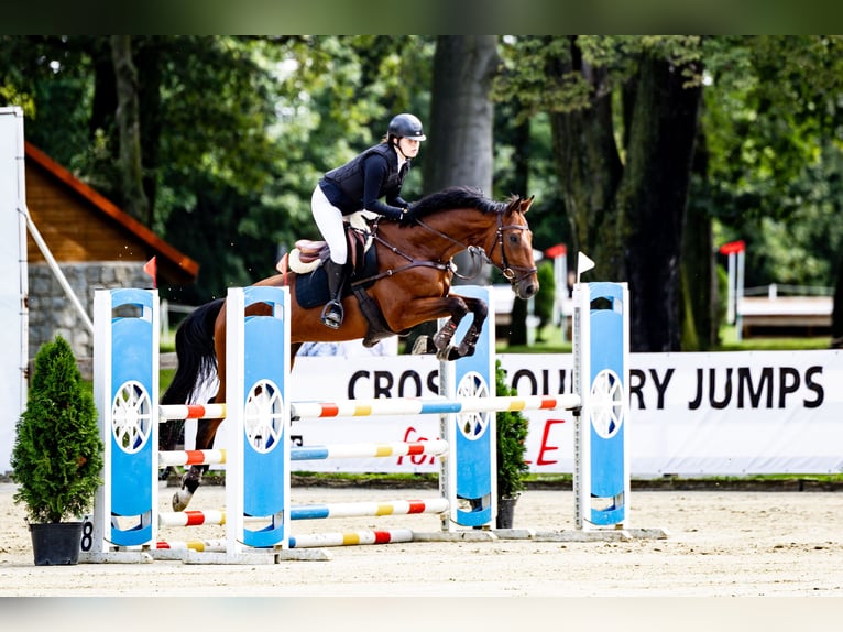 Malopolska Wallach 7 Jahre 165 cm Brauner in Halin&#xF3;w