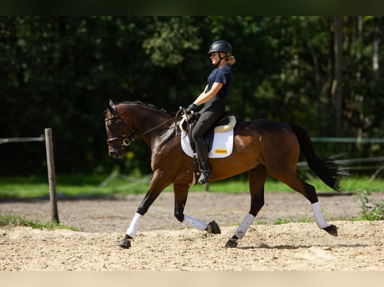 Malopolska Wallach 7 Jahre 172 cm Schwarzbrauner in Po&#x15B;wi&#x119;tne