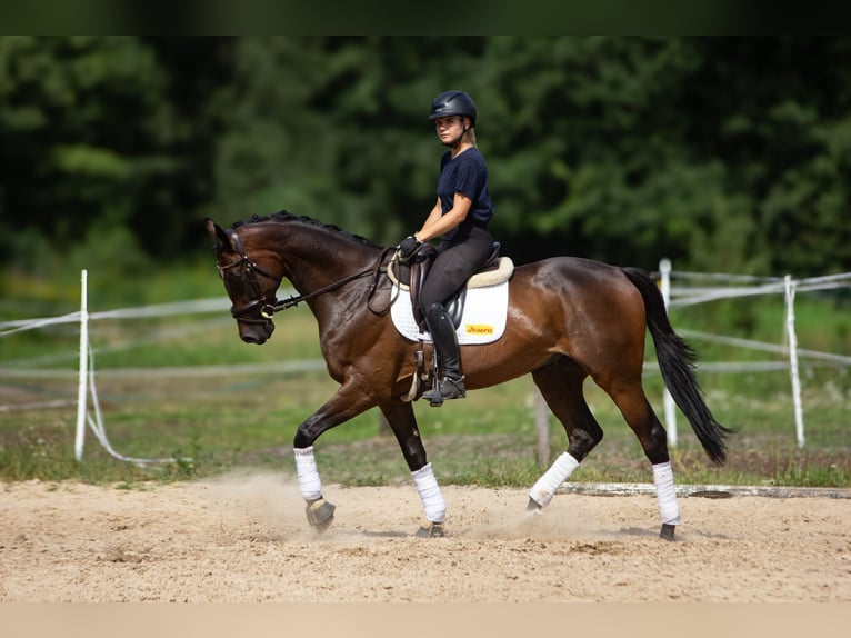 Malopolska Wallach 7 Jahre 172 cm Schwarzbrauner in Po&#x15B;wi&#x119;tne