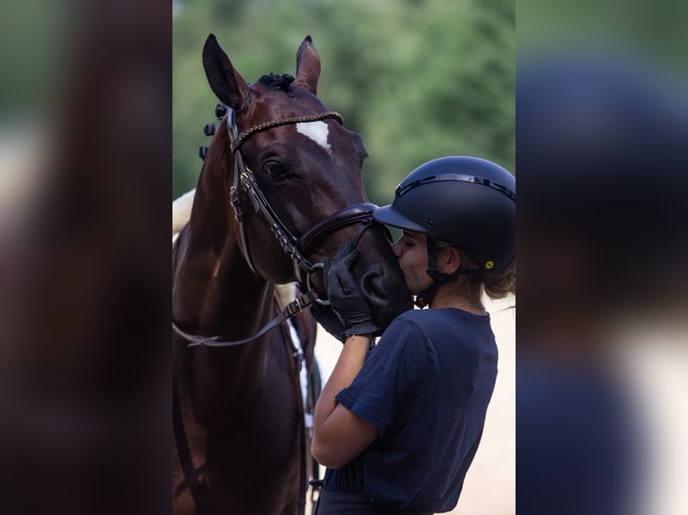 Malopolska Wallach 7 Jahre 172 cm Schwarzbrauner in Po&#x15B;wi&#x119;tne