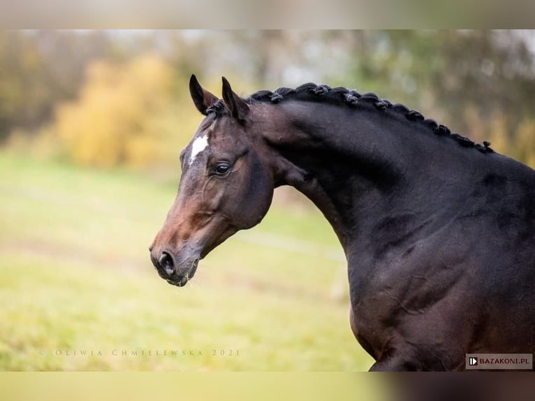 Malopolska Wallach 7 Jahre 172 cm Schwarzbrauner in Po&#x15B;wi&#x119;tne
