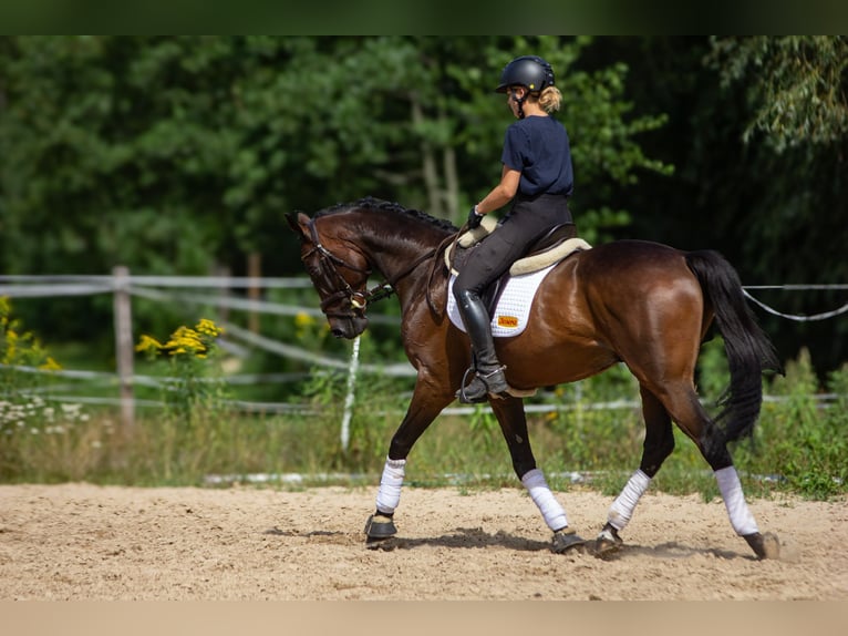 Malopolska Wallach 7 Jahre 172 cm Schwarzbrauner in Po&#x15B;wi&#x119;tne