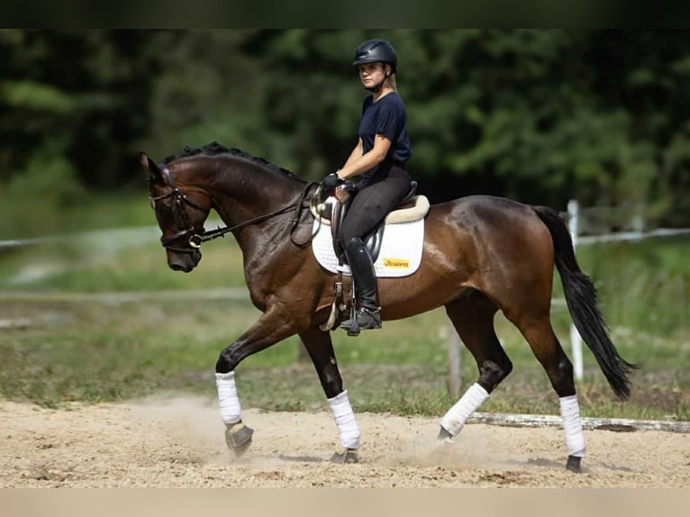 Malopolska Wallach 7 Jahre 172 cm Schwarzbrauner in Po&#x15B;wi&#x119;tne