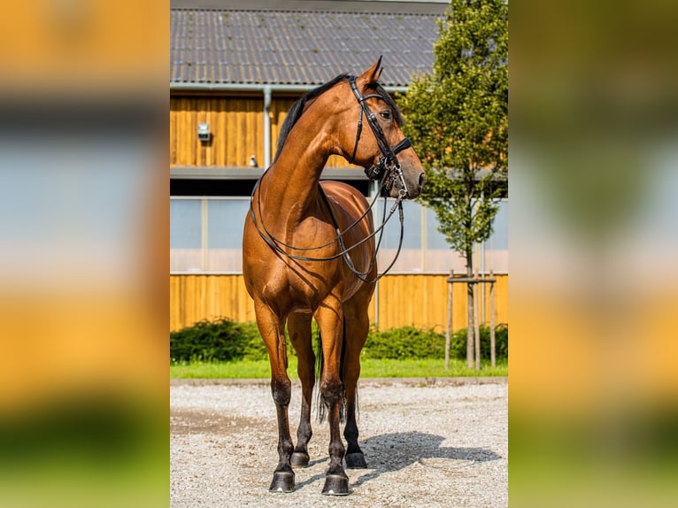 Malopolski / Anglo-Arabo Polacco Castrone 12 Anni 170 cm Baio ciliegia in Łódź