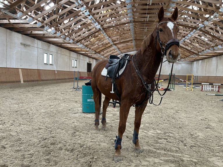 Malopolski / Anglo-Arabo Polacco Castrone 13 Anni 170 cm Sauro in Nowa wieś Wielka