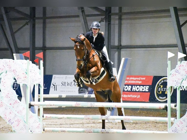 Malopolski / Anglo-Arabo Polacco Castrone 15 Anni 163 cm Baio ciliegia in Secymin Polski