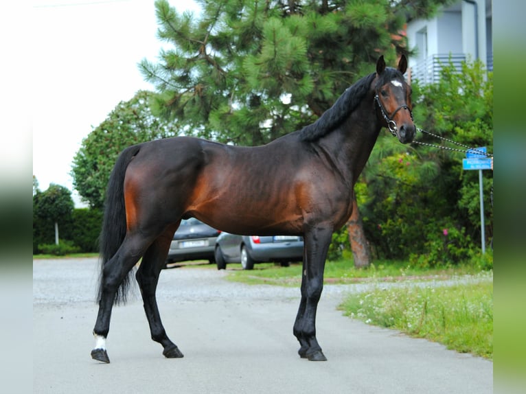 Malopolski / Anglo-Arabo Polacco Castrone 3 Anni 160 cm Baio scuro in Strzyżewice