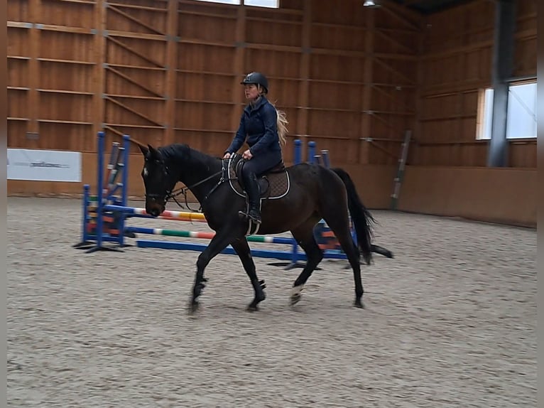 Malopolski / Anglo-Arabo Polacco Castrone 3 Anni 160 cm Baio scuro in Strzyżewice