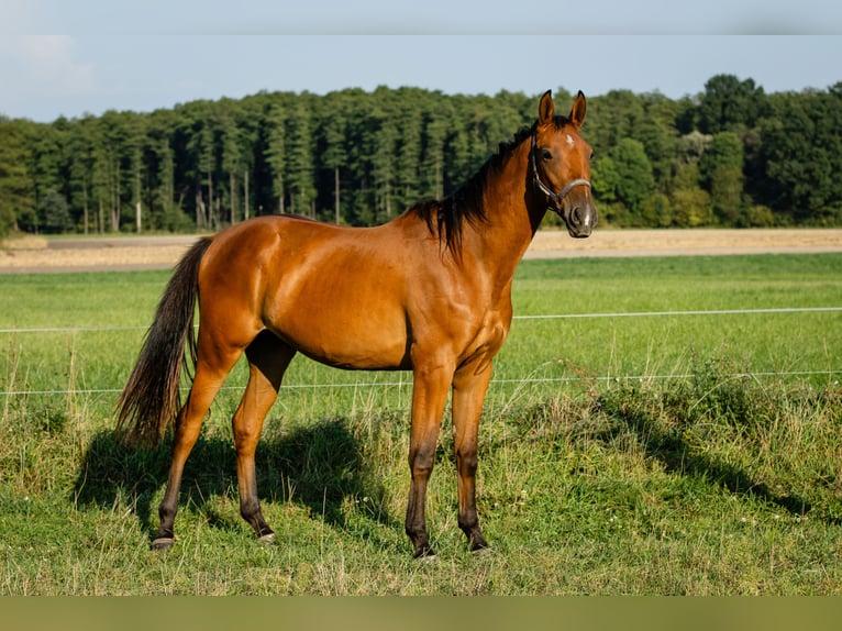 Malopolski / Anglo-Arabo Polacco Castrone 3 Anni 168 cm Baio ciliegia in Nowe Miasto