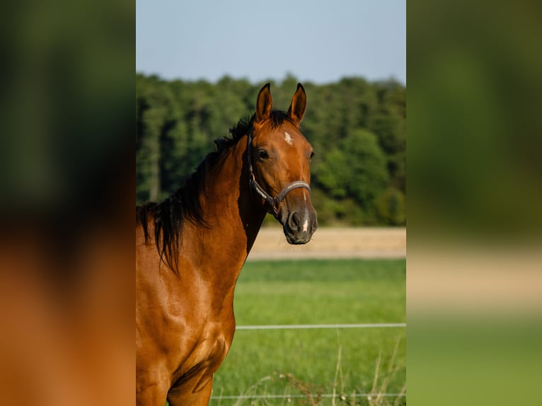 Malopolski / Anglo-Arabo Polacco Castrone 3 Anni 168 cm Baio ciliegia in Nowe Miasto