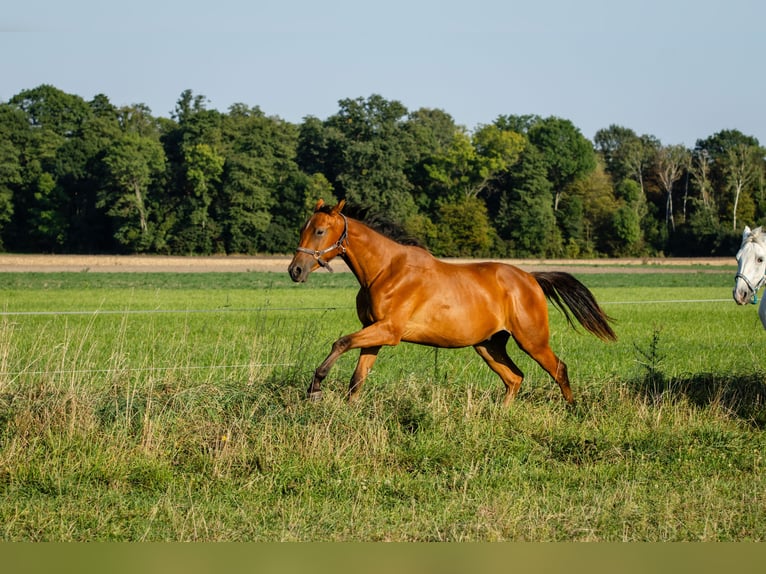 Malopolski / Anglo-Arabo Polacco Castrone 3 Anni 168 cm Baio ciliegia in Nowe Miasto