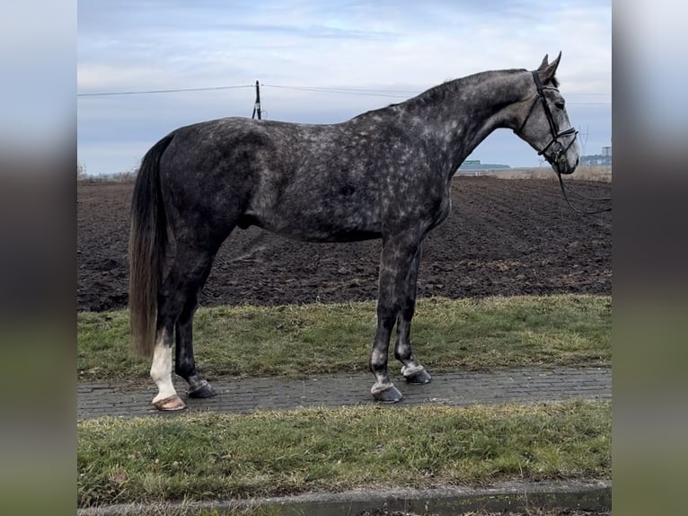 Malopolski / Anglo-Arabo Polacco Castrone 6 Anni 170 cm Grigio in Strzałkowo