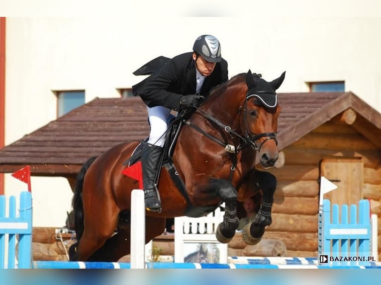 Malopolski / Anglo-Arabo Polacco Giumenta 12 Anni 168 cm Baio in Iwaniska