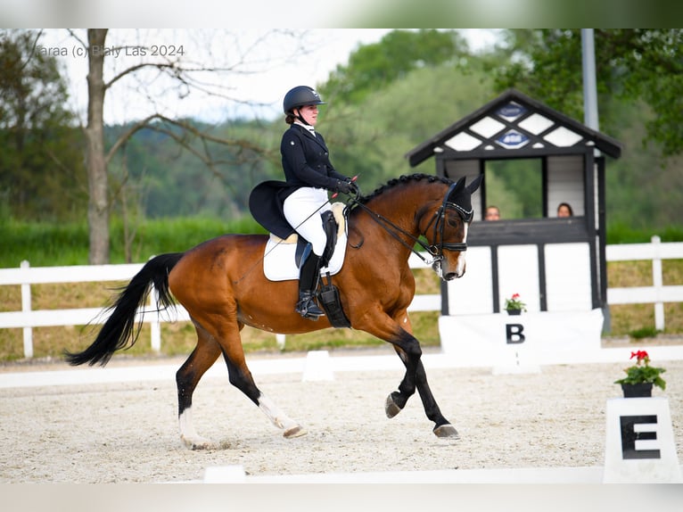 Malopolski / Anglo-Arabo Polacco Giumenta 16 Anni 164 cm Baio in Izbica