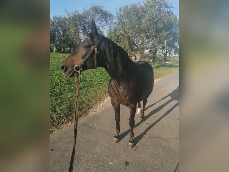 Malopolski / Anglo-Arabo Polacco Giumenta 22 Anni 164 cm Baio scuro in Neidlingen