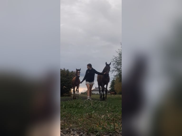 Malopolski / Anglo-Arabo Polacco Giumenta 7 Anni 160 cm Baio in Baranów