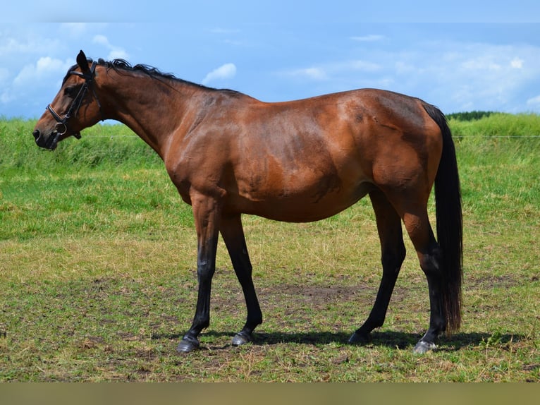 Malopolski / Anglo-Arabo Polacco Giumenta 9 Anni 165 cm Baio in Rożniatów