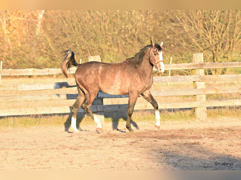 Malopolski / Anglo-Arabo Polacco Stallone 2 Anni 158 cm Grigio in Główne