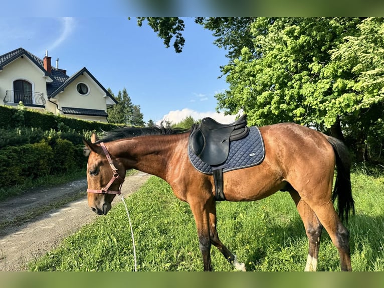 Malopolski / Anglo-Arabo Polacco Stallone 2 Anni 163 cm Baio ciliegia in Iwonicz-Zdrój