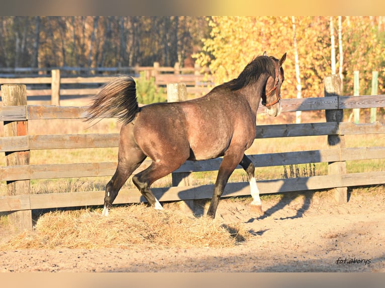 Malopolski / Anglo-Arabo Polacco Stallone 3 Anni 158 cm Grigio in Główne