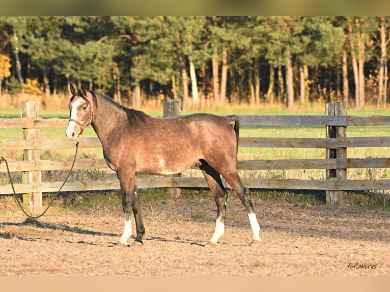 Malopolski / Anglo-Arabo Polacco Stallone 3 Anni 158 cm Grigio in Główne